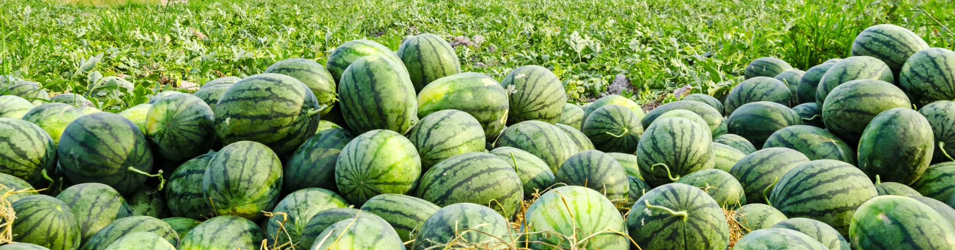 Watermelon in a field.